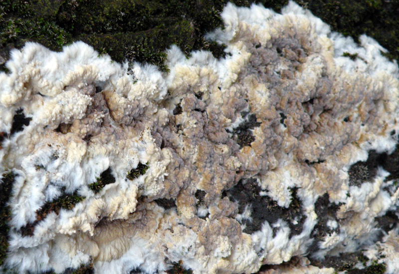 Aphyllophorales in giardino